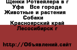 Щенки Ротвейлера в г.Уфа - Все города Животные и растения » Собаки   . Красноярский край,Лесосибирск г.